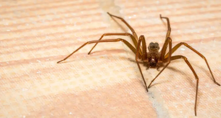 Brown Recluse Spiders in Madison County, IL