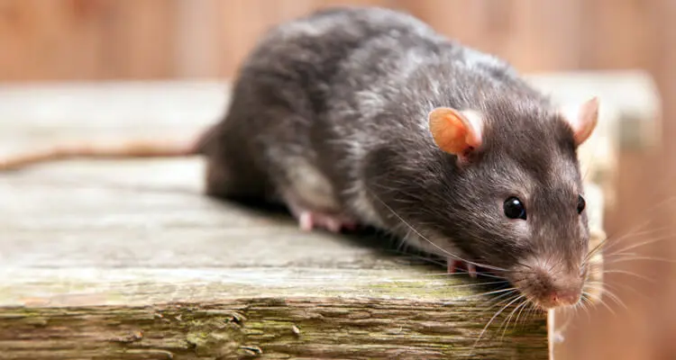 Mice And Rats in Homes of Troy IL