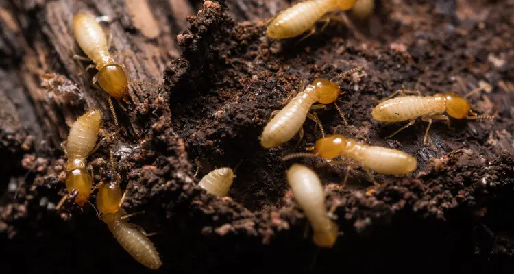 Home at Risk of Termite Damage