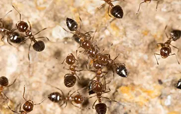 Ants in Winter
