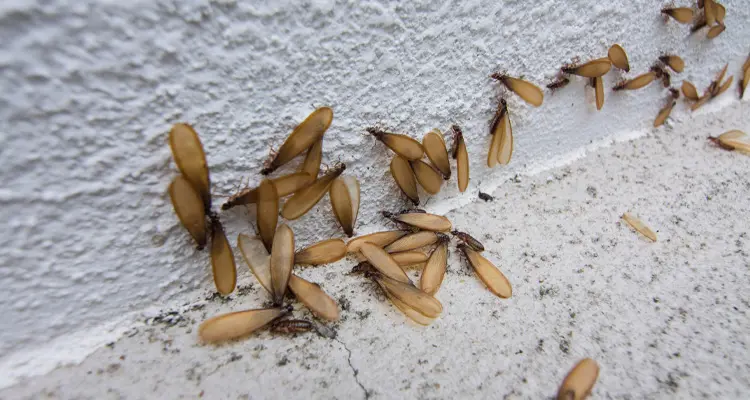 Termite Swarmers Near a Home