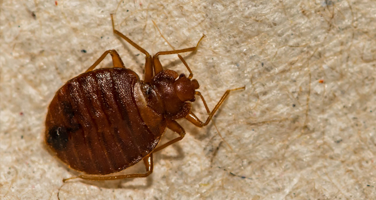 How to Handle Bed Bug Infestations in Madison County, IL