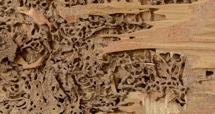 Wood Destroying Insect Damage