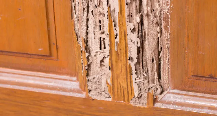 Signs of termite damage in your Collinsville, IL home