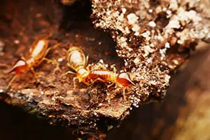 Termite Control Edwardsville IL