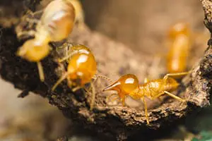 Termites Edwardsville Illinois
