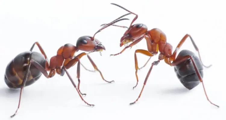 Preventing carpenter ants this fall in O'Fallon, IL