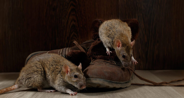 Spotting Mice in Your O’Fallon Illinois Home