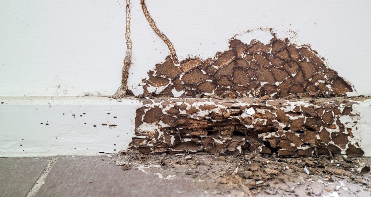 Termite Inspection in Your Edwardsville, IL Home!