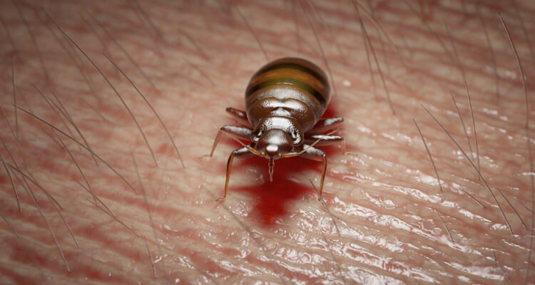 How to Prevent Bed Bugs from Getting into Your Collinsville, IL Home