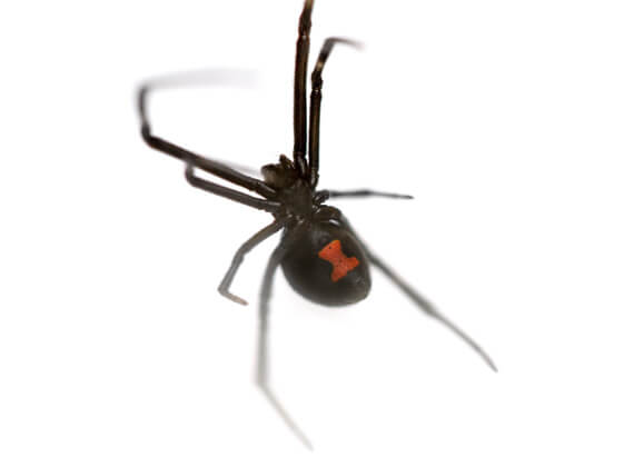 Black Widow Spider Caseyville Illinois