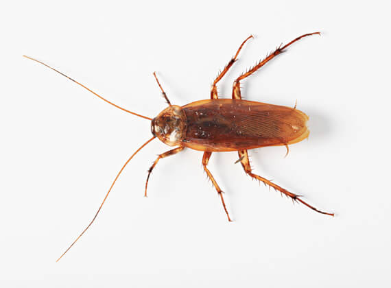 Cockroaches in Caseyville Illinois