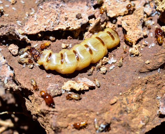 Termite Swarmers Caseyville IL