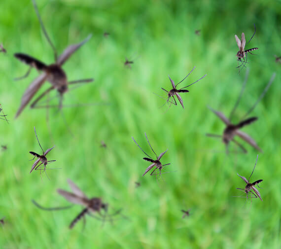 Mosquito Pest Control Caseyville IL