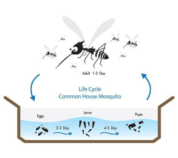 Mosquito Lifespan Caseyville IL
