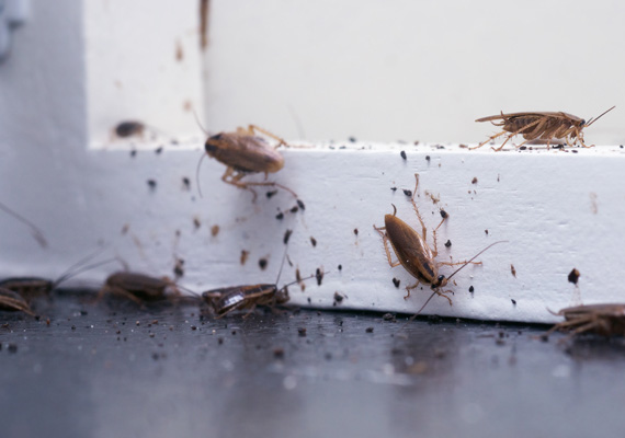 Roaches and Bugs Removal in Caseyville IL