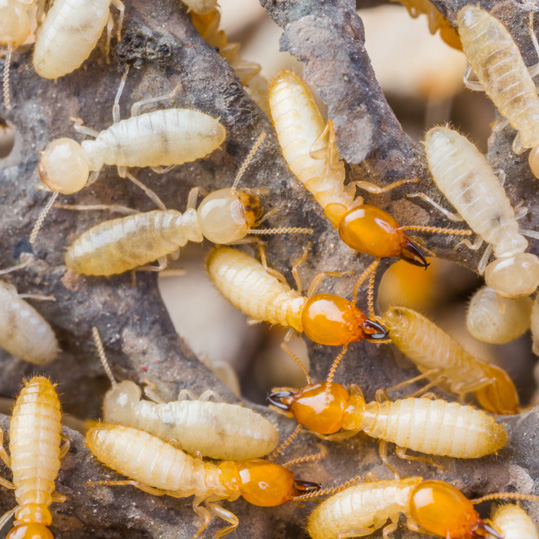 Inspection & Estimate for Termite Removal