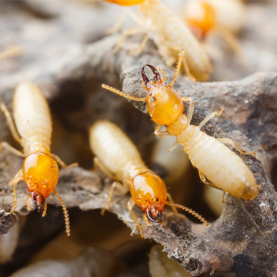 Inspection & Estimate for Termite Removal