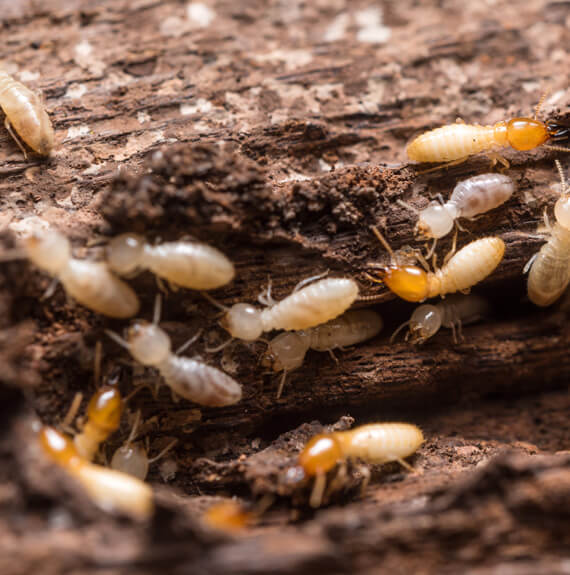 Termites Alton IL