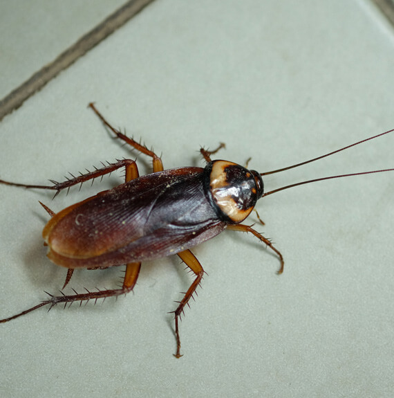 Cockroach Alton IL