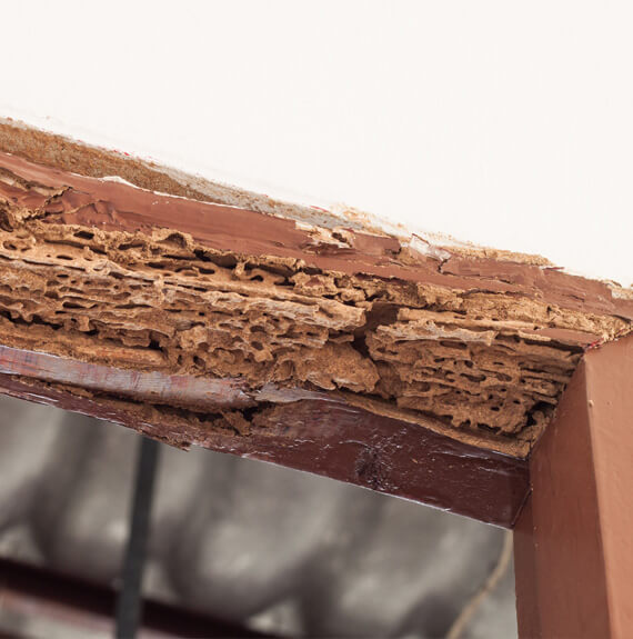 Termite Damage in Belleville IL