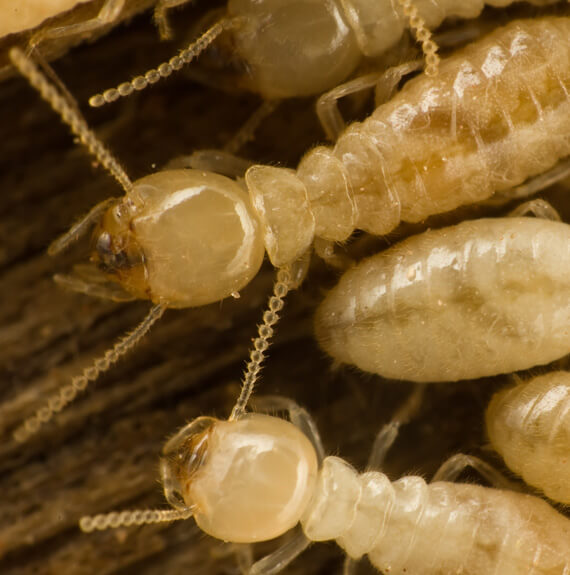 Termite Control in Edwardsville IL