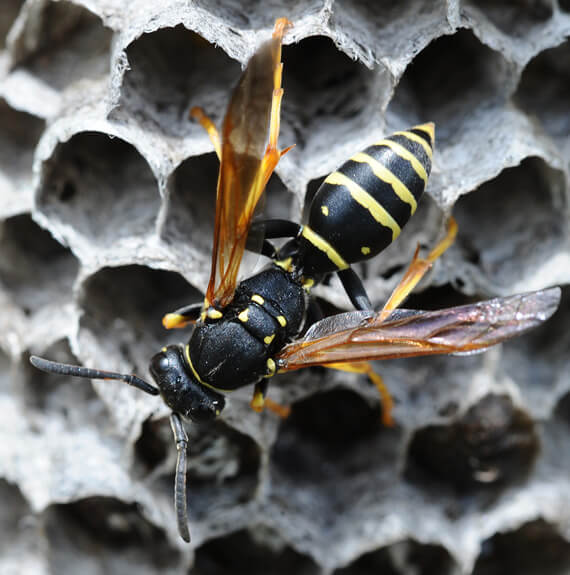 Wasp Exterminator in Glen Carbon IL