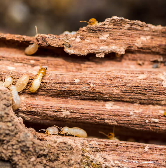 Termite Inspection in Glen Carbon IL