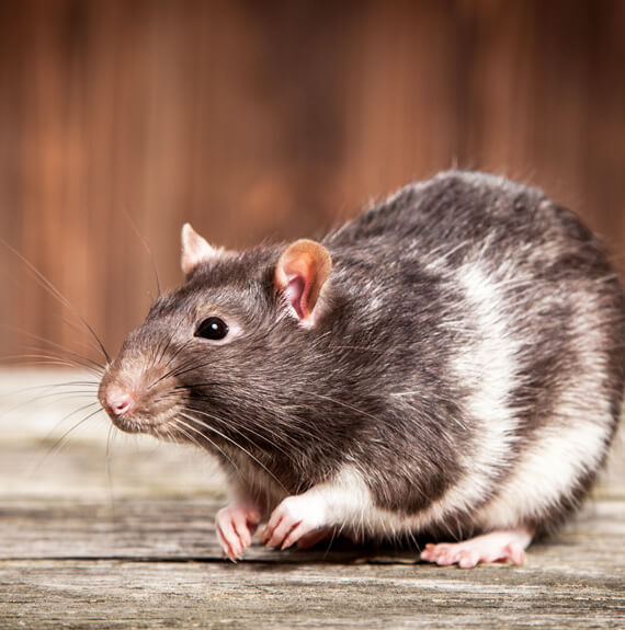 Rat in Highland IL