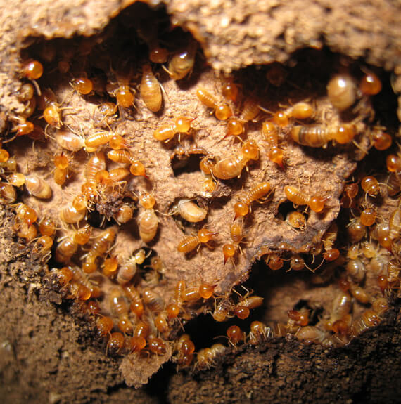 Termite Inspection Maryville IL