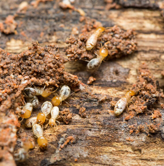 Termite Inspections and Pest Removal in Troy IL