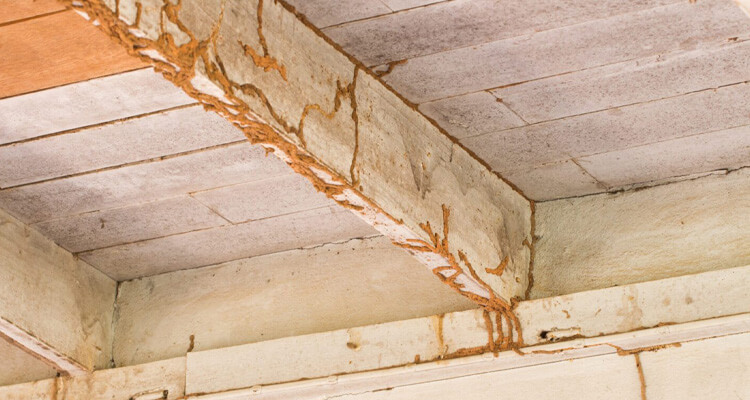Signs that Your O’Fallon, IL Home May Have Termites