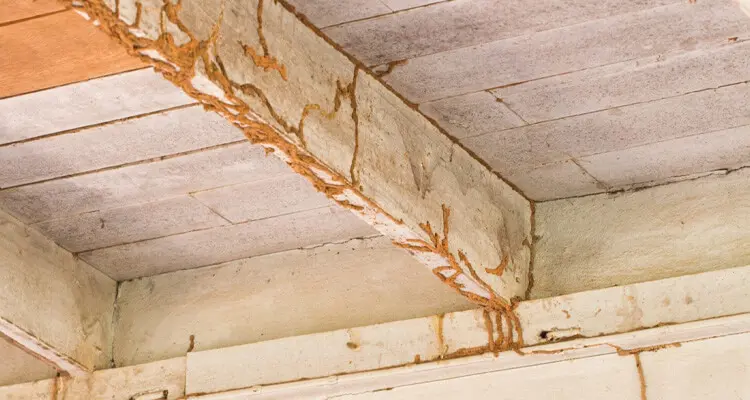 Signs that Your O’Fallon, IL Home May Have Termites