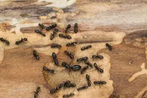 protect your home from carpenter ants
