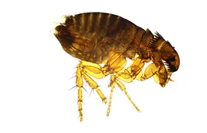 flea infestation glen carbon, il