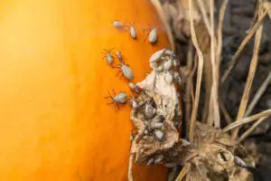pest infestations during the fall