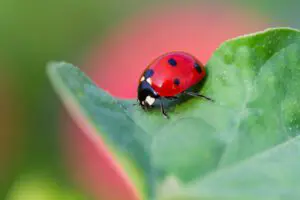 ladybug removal services