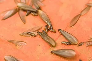 getting rid of termites and termite swarmers