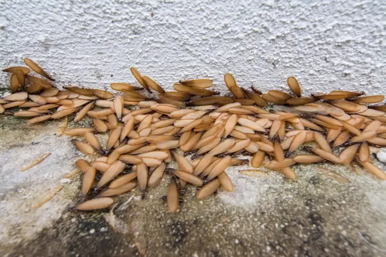 termite swarmer infestation maryville il