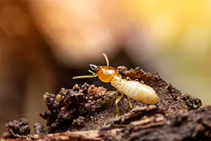 termite spring time removal tips glen carbon il