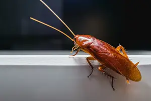 cockroaches summer O'Fallon IL