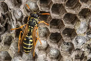 wasps in Edwardsville, IL