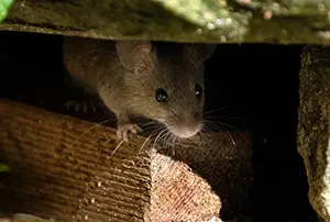 rodents like mice in homes during fall in Maryville, IL