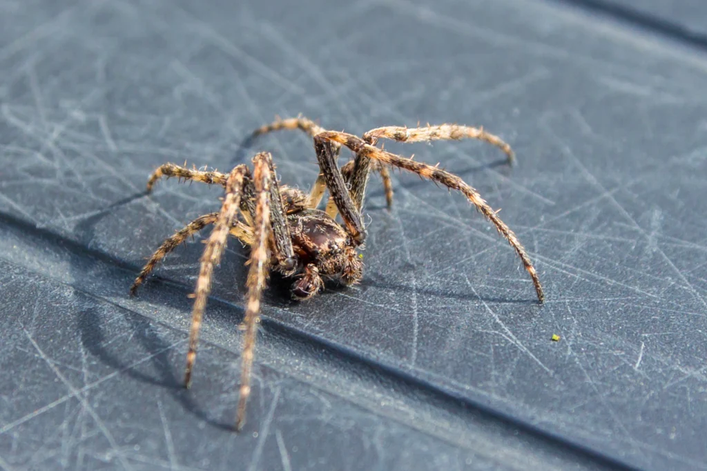 House Spider Behavior During the Winter O’Fallon, IL