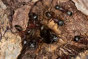 Edwardsville, IL carpenter ants keep them away