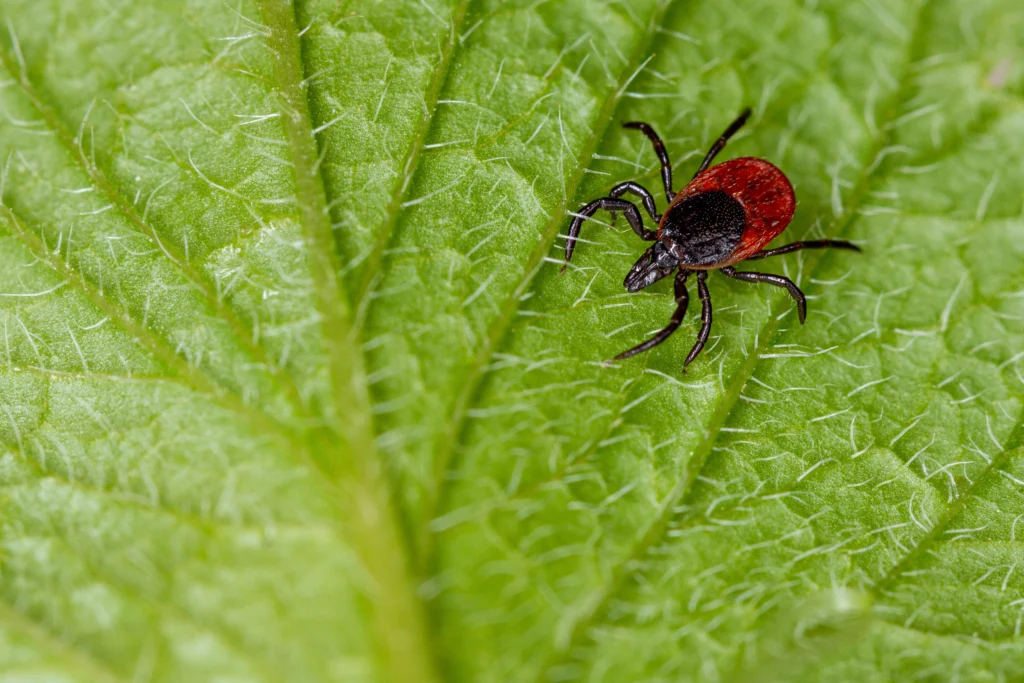 Edwardsville, IL keep your family safe from ticks