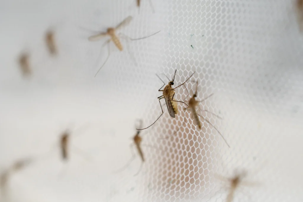 most effective mosquito control services Fairview Heights, IL