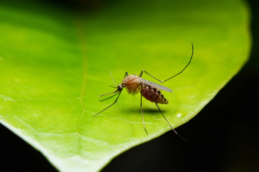 best mosquito control services Fairview Heights, IL