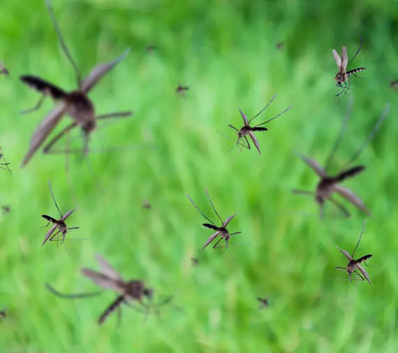 Mosquito Pest Control Caseyville IL
