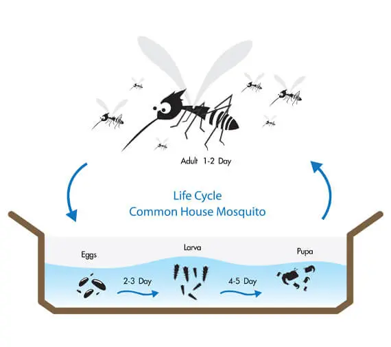 Mosquito Lifespan Caseyville IL